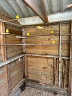 Waterslager mannen, Mannelijk, Kleurkanarie