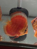 Discusvis red cover blue rim, Dieren en Toebehoren, Vis, Zoetwatervis, Schoolvis