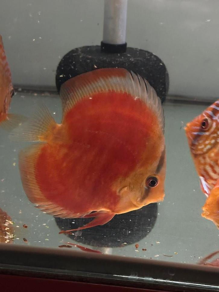 Discusvis red cover blue rim, Dieren en Toebehoren, Vissen | Aquariumvissen, Zoetwatervis, Vis, Schoolvis
