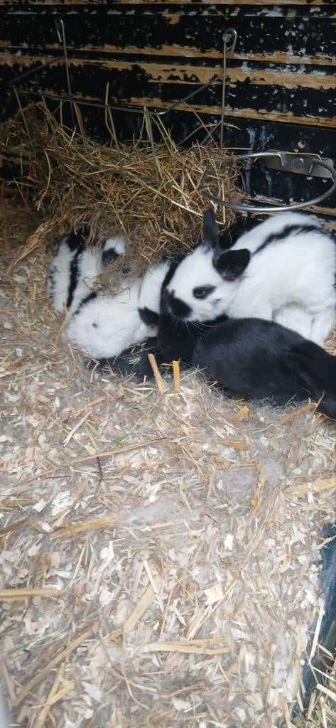Jonge lotharinger konijnen, Dieren en Toebehoren, Konijnen, Meerdere dieren, Groot, 0 tot 2 jaar