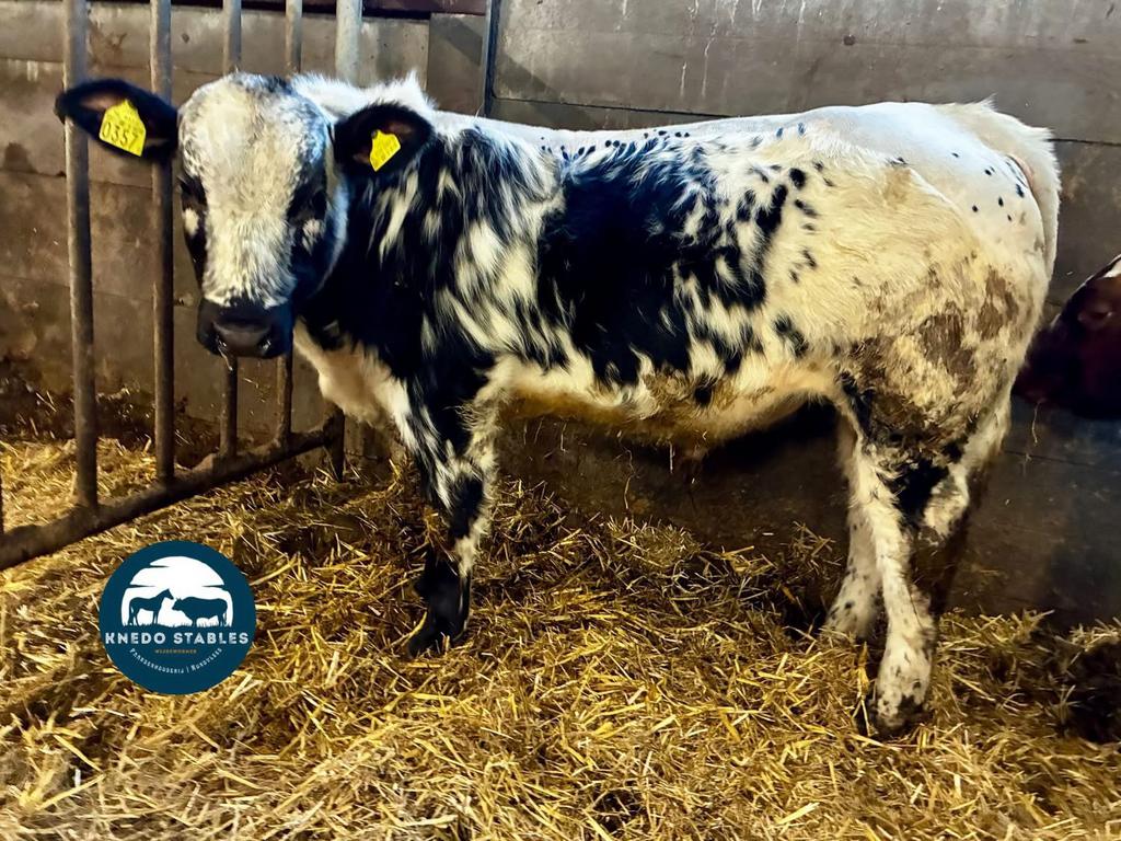 Witrug Speckle Park kruislingstier, Dieren en Toebehoren, Mannelijk, 0 tot 2 jaar