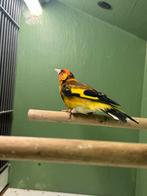 Geel Major Putter Man, Mannelijk, Bastaard