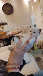 Prachtige Ragdoll kittens in unieke kleuren, Meerdere dieren, Ontwormd, 0 tot 2 jaar