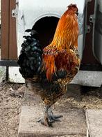 Lieve haan zoekt thuis, Dieren en Toebehoren, Mannelijk, Kip