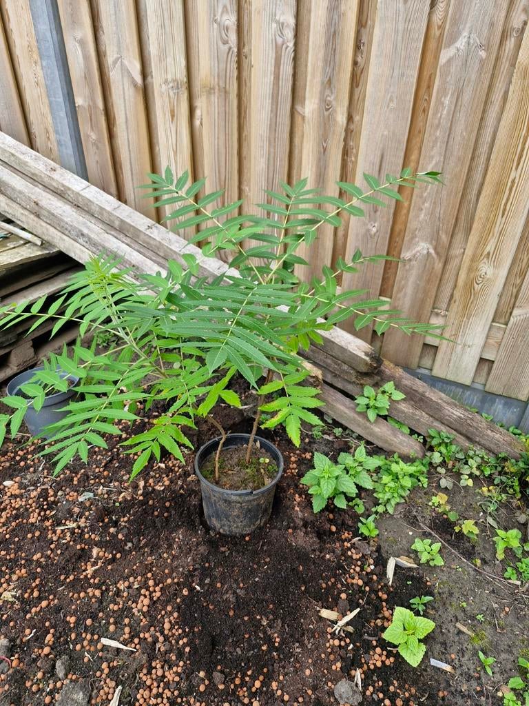 2x Fluweelboom, Tuin en Terras, Ophalen, Vaste plant, Overige soorten, Volle zon