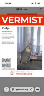 Vermist pietje, Dieren en Toebehoren