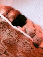 Prachtige medium Australian Labradoodle x Cobberdog pups, Parvo, Overige rassen, 8 tot 15 weken, Meerdere