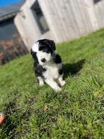 Knappe Aussiedoodle pups (Australische herder x Poedel), Parvo, België, 8 tot 15 weken, Meerdere