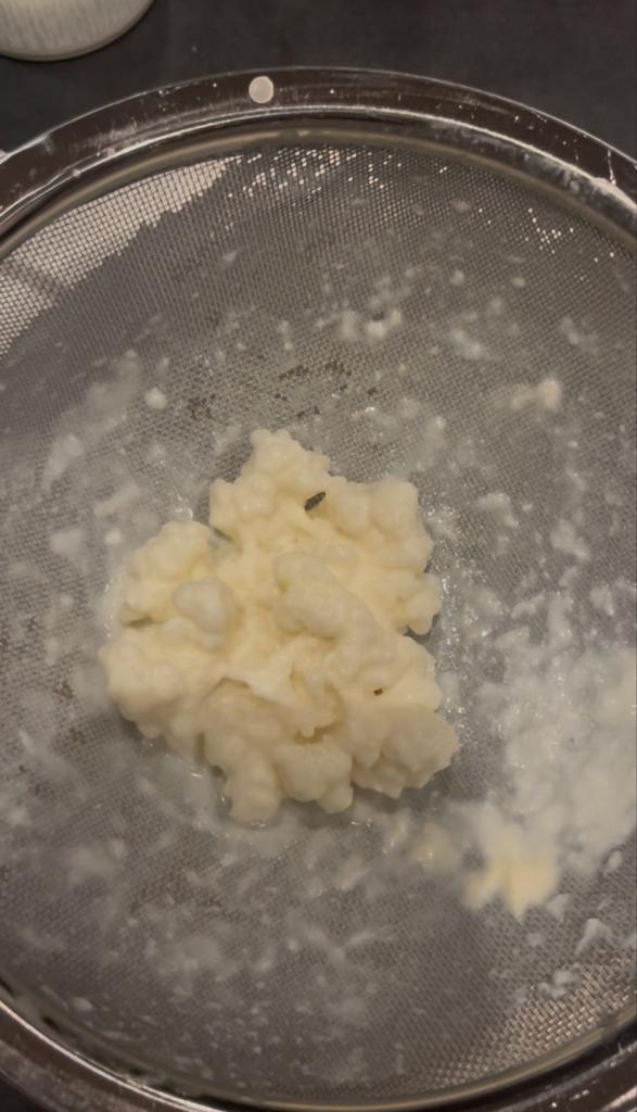 Kefir plantje/korrels, Diversen, Levensmiddelen, Ophalen