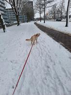 Goed huisje gezocht, Golden retriever, 1 tot 2 jaar, Teef, Eén hond