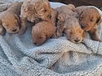 Prachtige australian labradoodle pups, Parvo, Overige rassen, 8 tot 15 weken, Meerdere