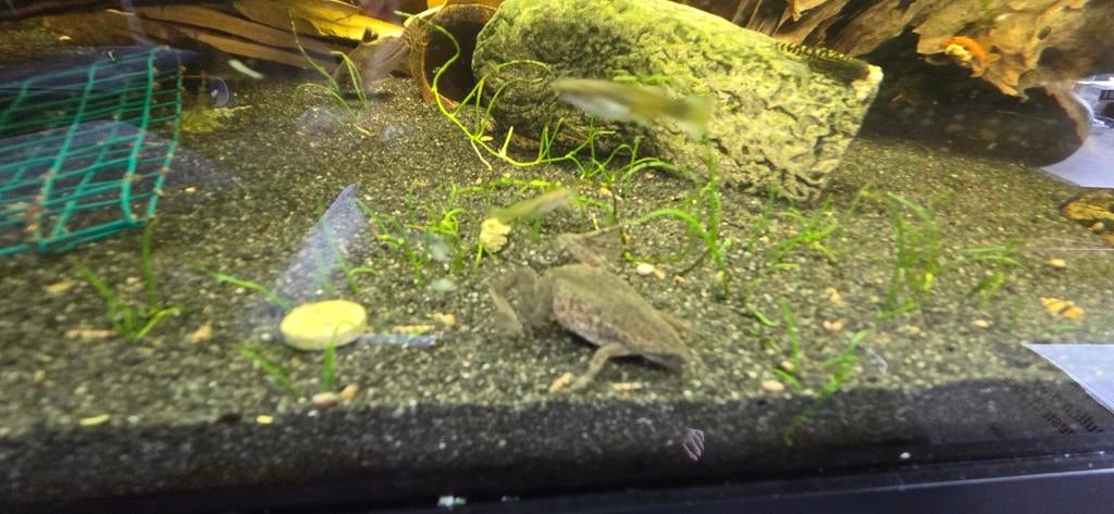 4 dwergklauw kikkers voor in het aquarium, Dieren en Toebehoren, Vis