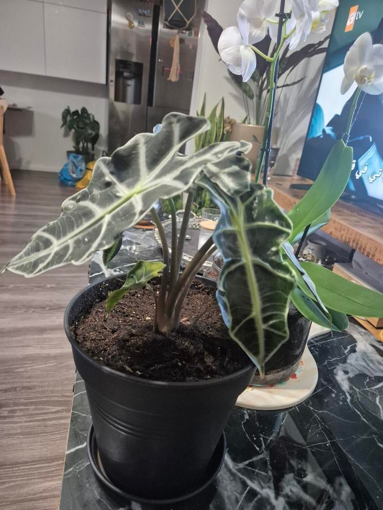 Orchidee en Alocasia Polly planten, Tuin en Terras, Overige soorten, Vaste plant, Ophalen of Verzenden, Bloeit niet