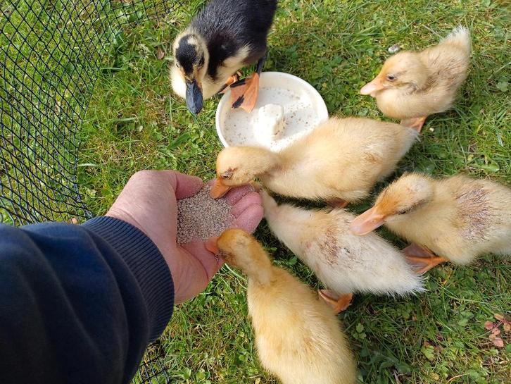 Te koop handtamme jonge  ( witte ) eendjes, Dieren en Toebehoren, Pluimvee, Eend, Geslacht onbekend