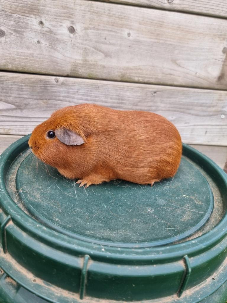 Rood cavia zeugje aangeboden, Dieren en Toebehoren, Knaagdieren, Augustus, Vrouwelijk, Cavia
