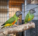 Koppel Senegal papegaaien, Dieren en Toebehoren, Meerdere dieren, Papegaai