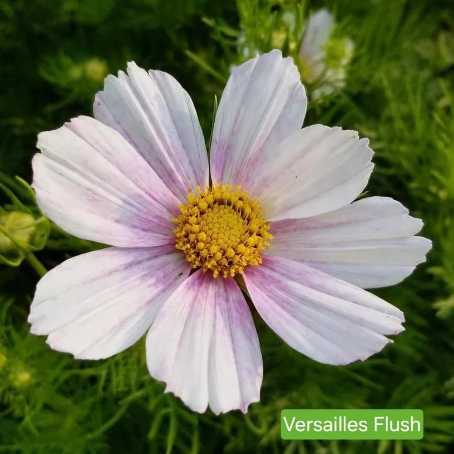 Cosmea Versailles Flush, Verzenden, Voorjaar, Volle zon, Zaad
