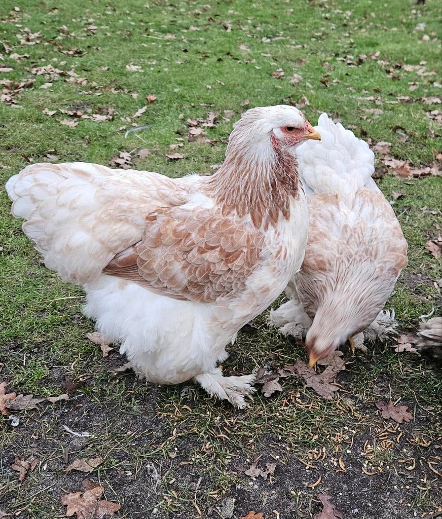Broedeieren zalm brahma grote soort, Dieren en Toebehoren, Pluimvee, Geslacht onbekend, Kip