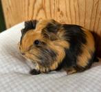 Jong cavia mannetje mixje, Maart, Mannelijk, Cavia