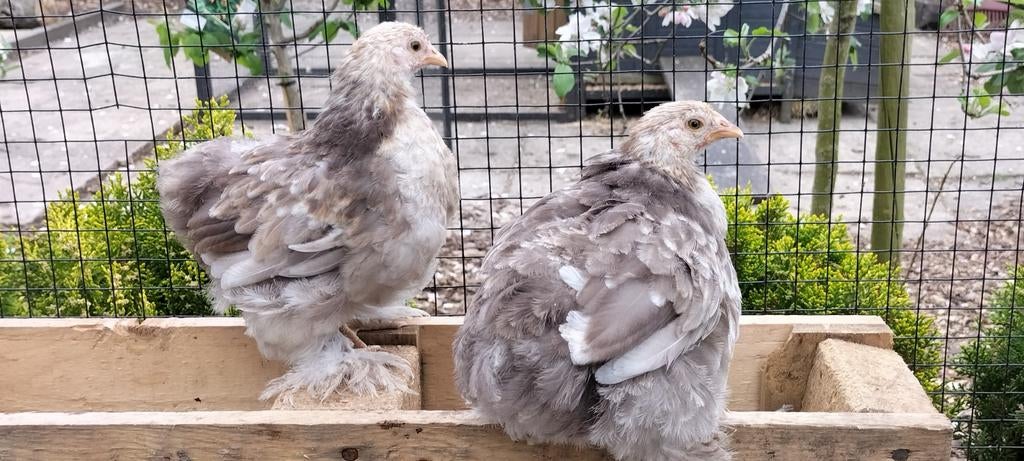 Chochin en Brahma kriel meer zomig goud., Dieren en Toebehoren, Pluimvee, Meerdere dieren, Kip