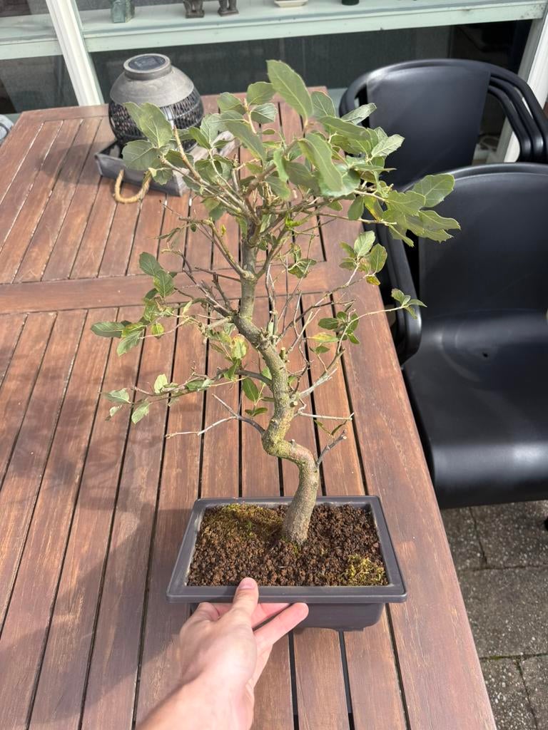 Steeneik bonsai, Bloeit niet, Halfschaduw, Minder dan 100 cm, Overige soorten