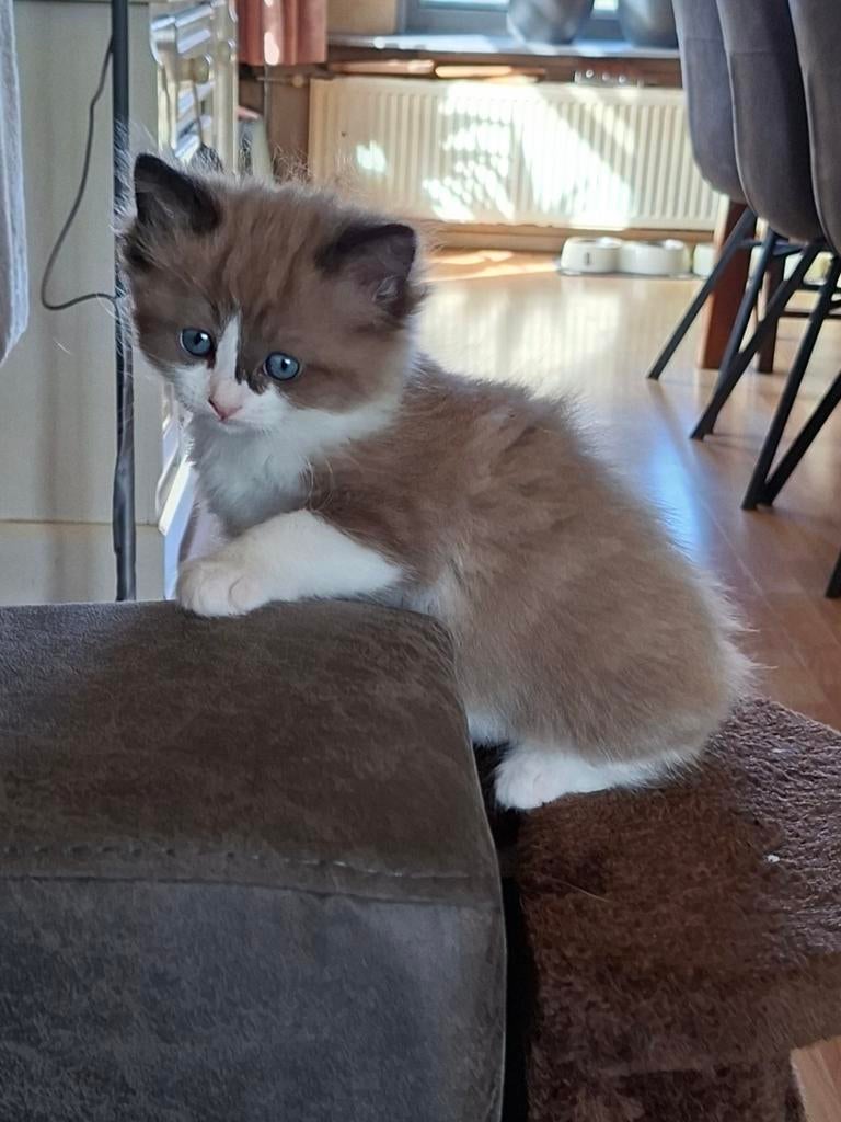 Ragdoll kittens, Meerdere dieren