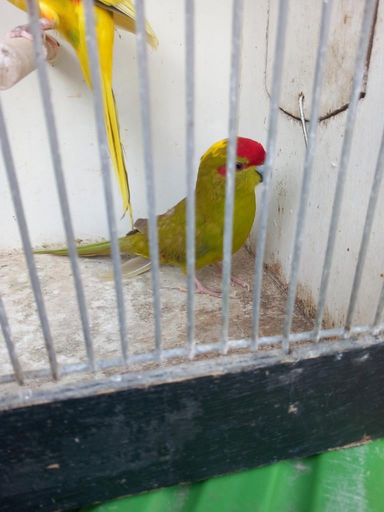 Kakariki, Dieren en Toebehoren, Meerdere dieren, Parkiet