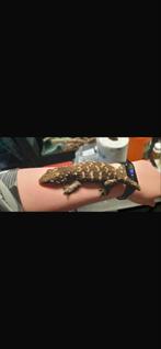 Nuu ami vrouw, Dieren en Toebehoren, Slang, 3 tot 6 jaar