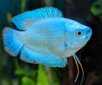 Dwerggourami cobalt bleu koppeltje 5 mnd oud helmond!, Dieren en Toebehoren, Vissen | Aquariumvissen, Vis, Zoetwatervis