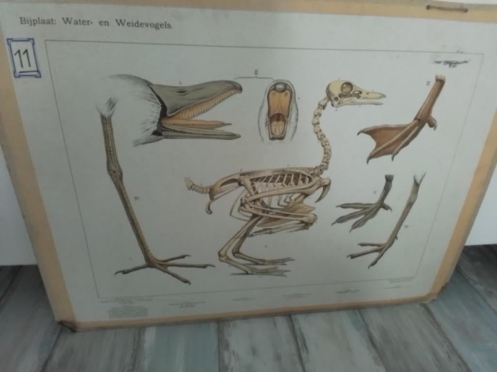 Antieke schoolplaat, Ophalen, Natuur en Biologie