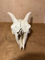 Schedel geit, Ophalen, Zo goed als nieuw, Schedel