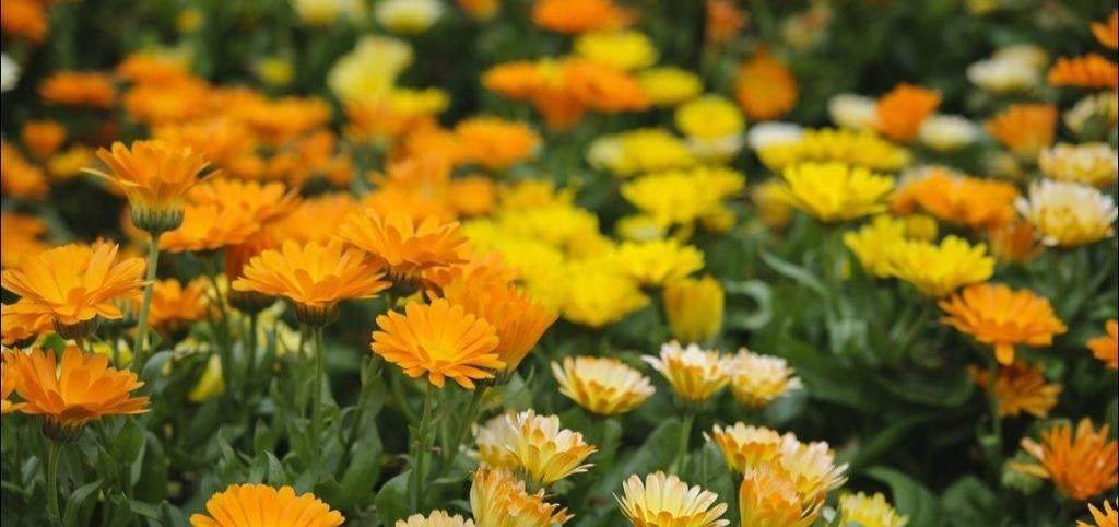 Gratis bloemenzaad o.a. goudsbloem, hoge afrikaantjes, Ophalen, Volle zon