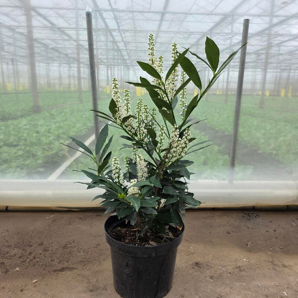 Laurier Prunus Otto Luyken, Tuin en Terras, Ophalen, Overige soorten, Halfschaduw