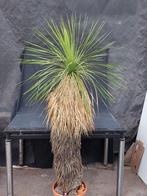 Yucca linearifolia ssp. Galeana 12, 180 cm, stam 115 cm, Ophalen, Vaste plant, Overige soorten, Volle zon