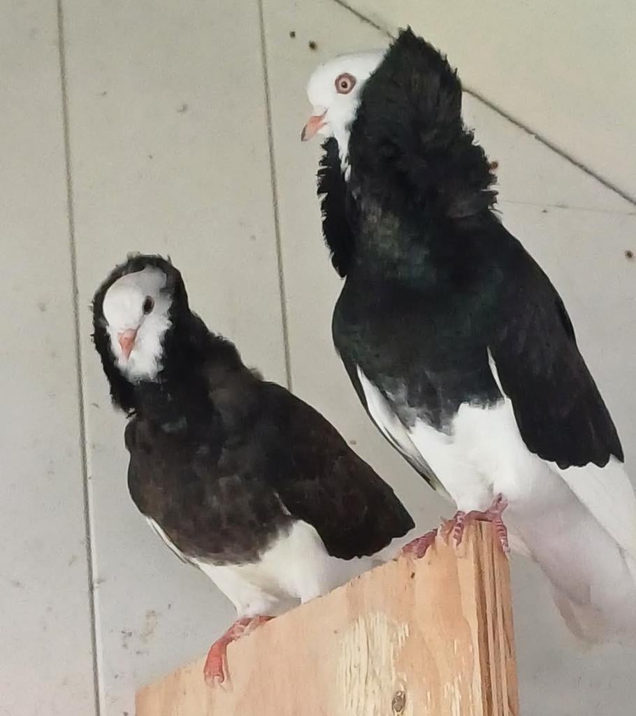 Te koop gevraagd: 2 ZWARTE CAPUCIJN DOFFERS, Dieren en Toebehoren, Vogels | Duiven, Meerdere dieren