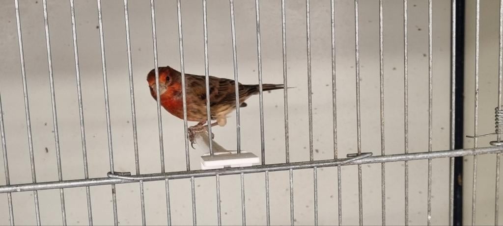 Bastaard Mexicaanse roodmus man, Dieren en Toebehoren, Mannelijk, Wildzangvogel, Geringd