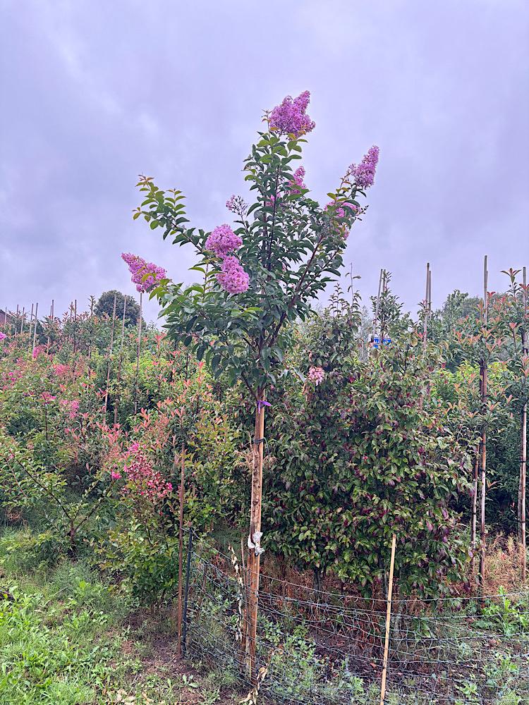 Lagerstroemia indica in winterharde soorten meerstammig/boom, Ophalen, Bloeit niet, Halfschaduw, Overige soorten