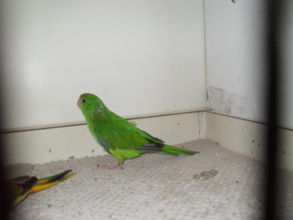 citroen/turg /bourks, Dieren en Toebehoren, Vogels | Parkieten en Papegaaien, Mannelijk, Parkiet