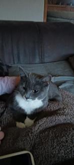 Lieve poes, Dieren en Toebehoren, Katten en Kittens | Dekkaters