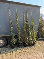 Heders super planten direct dicht vind u niet snel, Ophalen, Vaste plant, Bloeit niet, Halfschaduw