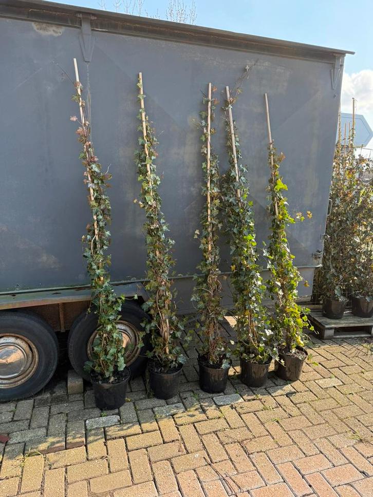 Heders super planten direct dicht vind u niet snel, Tuin en Terras, Planten | Tuinplanten, Vaste plant, Klimplanten, Halfschaduw