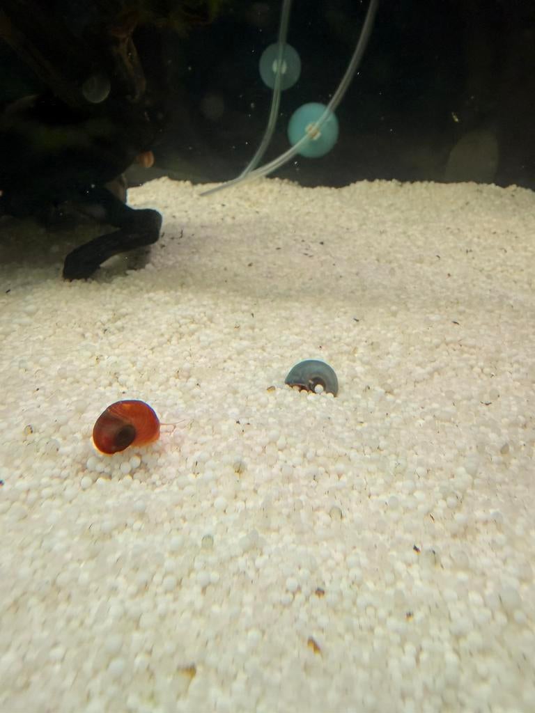 Slakken voor aquarium GRATIS, Dieren en Toebehoren, Slak of Weekdier