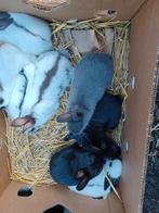 dwerg konijntjes, Meerdere dieren, Dwerg