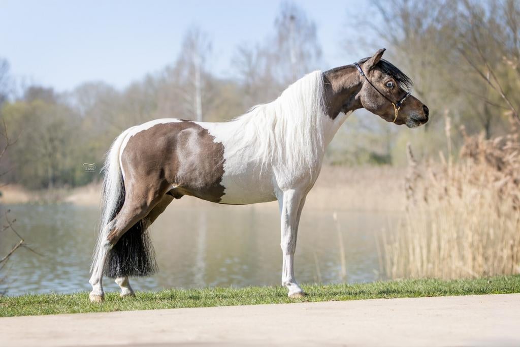 TER DEKKING 2 PRACHTIGE DEKHENGSTJES, Hengst