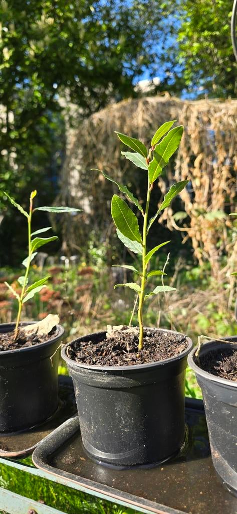 Keukenlaurier plantjes - 10-20 cm hoog, Tuin en Terras, Ophalen of Verzenden