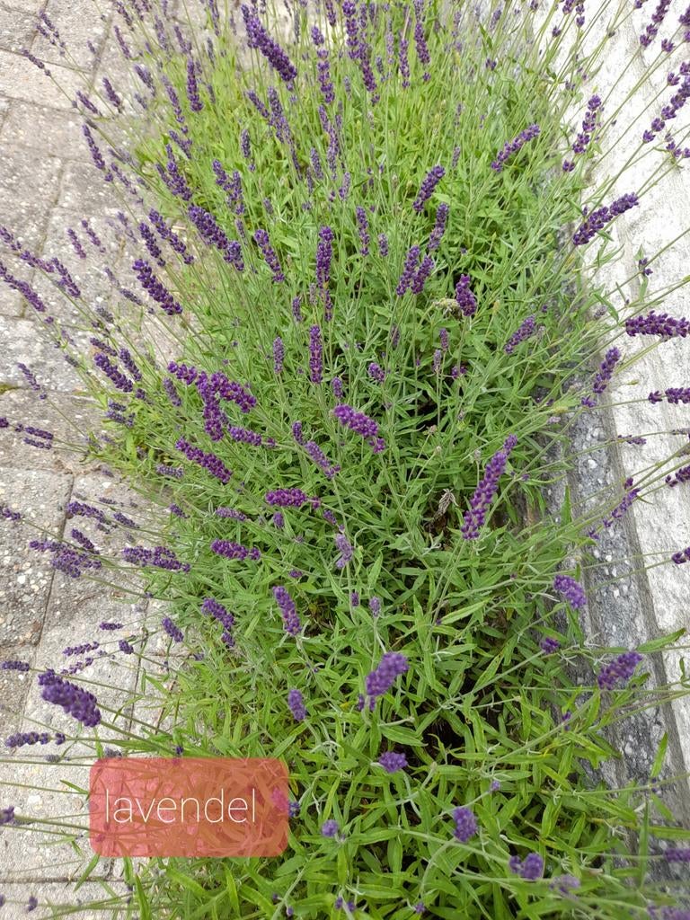 Lavendel, jonge planten, Ophalen, Overige soorten, Volle zon