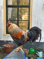 1 haan (easer egger) gratis op te halen, Mannelijk, Kip