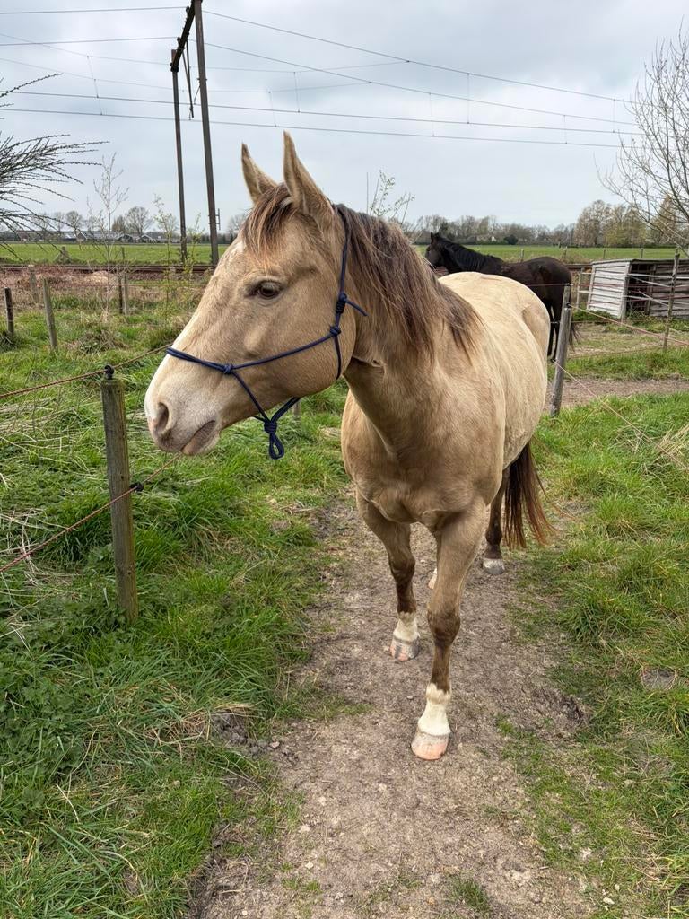 Prachtige, mensgerichte en gevoelige x Quarter merrie, Zadelmak, 7 tot 10 jaar, Recreatiepaard, Merrie