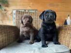 Super leuke vrolijke labrador pups, Parvo, 8 tot 15 weken, Labrador retriever, Meerdere