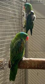 1-0 Blauwschedel edelpapegaai, Vrouwelijk, Papegaai, Geringd